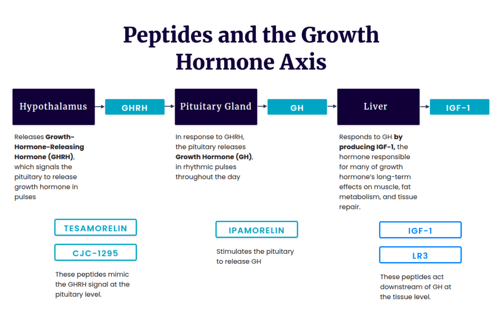 HPG_Axis_-_Hypothalamus_to_Anterior_Pituitary_-_Elite_Health_HRT_2 (1)