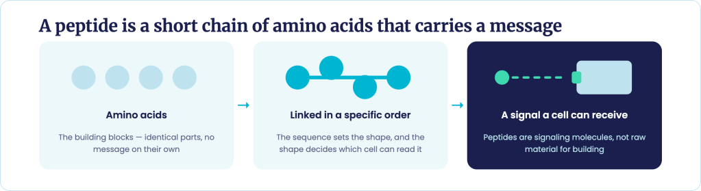 How Do Peptide Signals Work - What Are Peptides - ELite Health HRT